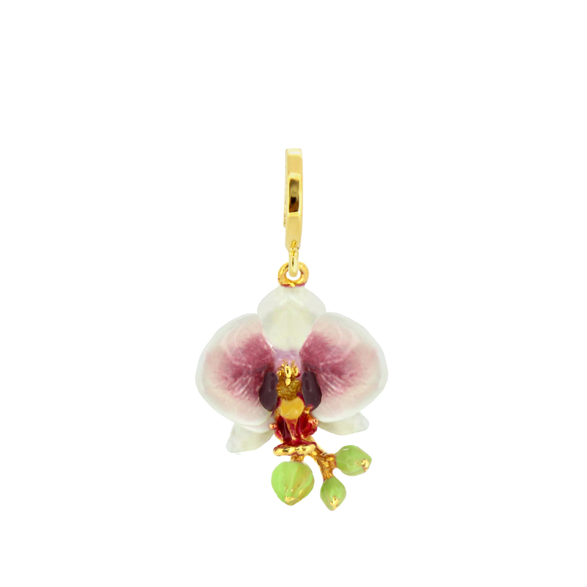 Phalaen White Charm | Bloom