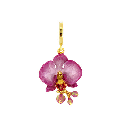 Phalaen Purple Charm | Bloom