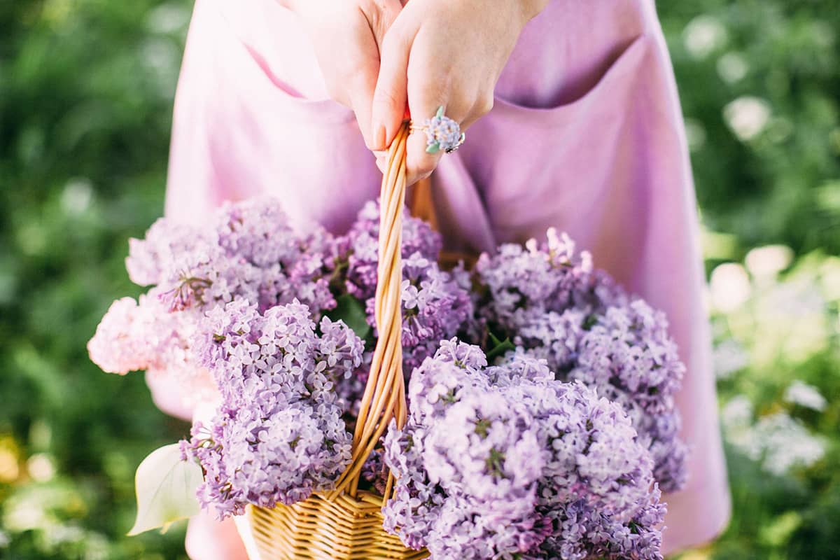 A close-up of a person wearing a lavender dress and beautiful lilac ring, holding a basket filled with vibrant purple lilacs in a nature setting.