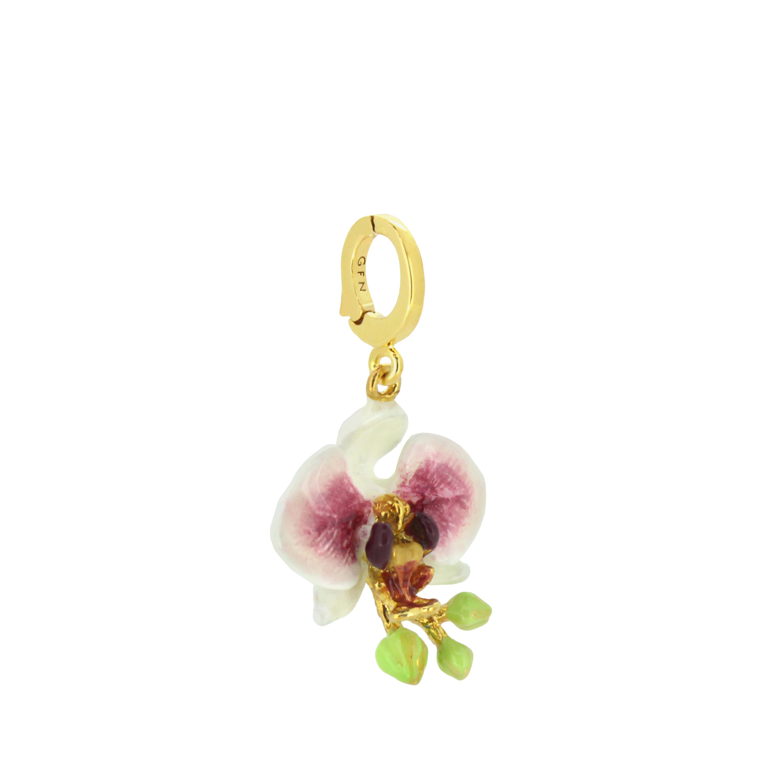 Phalaen White Charm | Bloom