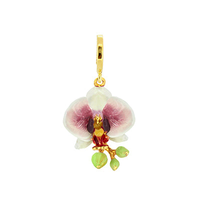 Phalaen White Charm | Bloom