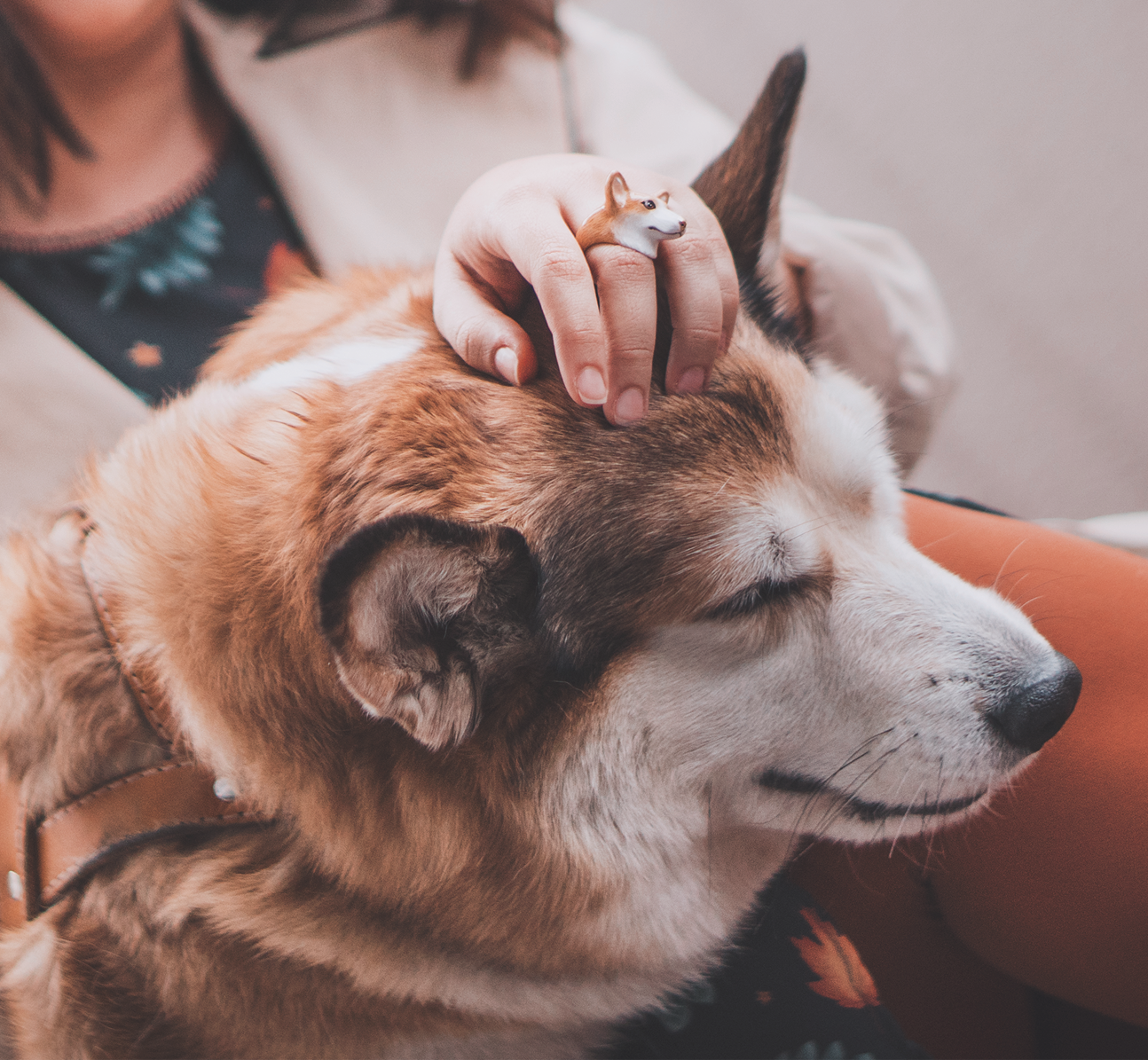 A woman wearing a dog ring while petting her dog.